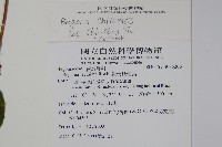 溪頭秋海棠藏品圖，第2張