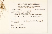 小米菊藏品圖，第2張