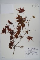 青楓藏品圖，第1張