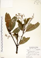 大葉楠藏品圖，第1張