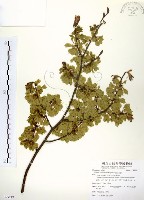 阿里山榆藏品圖，第1張