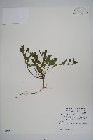細纍子草藏品圖，第1張
