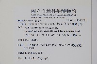 細纍子草藏品圖，第2張