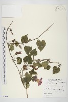 銳葉牽牛藏品圖，第1張