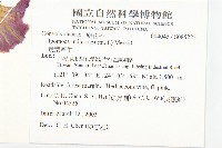 銳葉牽牛藏品圖，第2張