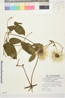 銹毛鐵線蓮藏品圖，第1張