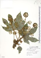 臺灣八角金盤藏品圖，第1張