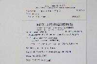 盾果草藏品圖，第2張