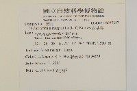 茯苓菜藏品圖，第2張