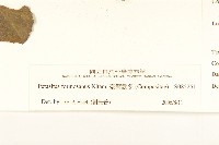 臺灣款冬藏品圖，第3張