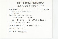 紅子佛甲草藏品圖，第2張