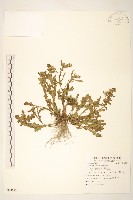 歐洲黃菀藏品圖，第1張