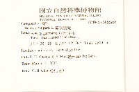 歐洲黃菀藏品圖，第2張