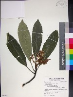 山枇杷、臺灣枇杷藏品圖，第1張