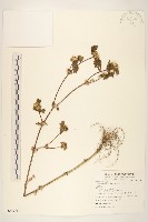 金腰箭藏品圖，第1張