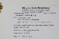 野莧菜藏品圖，第2張