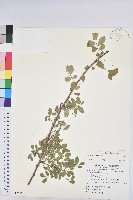 登錄號:S085285藏品圖，第1張