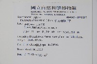 華九頭獅子草藏品圖，第2張