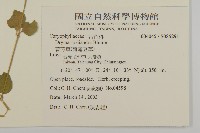 荷蓮豆草、菁芳草藏品圖，第2張