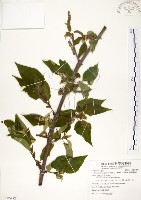 構樹藏品圖，第1張