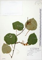 臺灣羊桃藏品圖，第1張