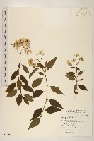 小舌菊、蔓綿菜藏品圖，第1張