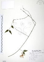 山素英藏品圖，第1張