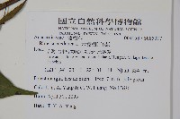 木蠟樹、山漆藏品圖，第2張