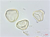 大花赤楠藏品圖，第2張