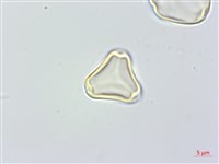 大花赤楠藏品圖，第3張