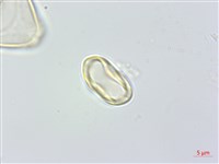 大花赤楠藏品圖，第4張