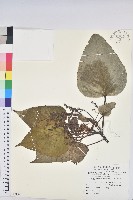 紅肉橙蘭、華血桐藏品圖，第1張