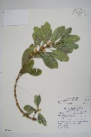 蘭嶼念珠藤藏品圖，第1張