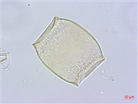 蘭嶼念珠藤藏品圖，第2張