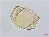 蘭嶼念珠藤藏品圖，第3張