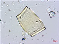 蘭嶼念珠藤藏品圖，第4張