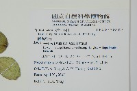 蘭嶼絡石藏品圖，第2張