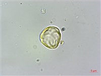 密脈赤楠藏品圖，第2張