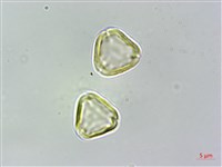 密脈赤楠藏品圖，第3張