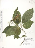 錫蘭玉心花藏品圖，第1張