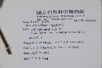 全緣葉冬青藏品圖，第2張