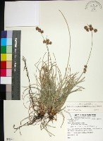 乾溝飄拂草藏品圖，第1張