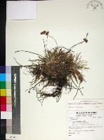 乾溝飄拂草藏品圖，第1張