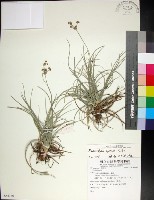 乾溝飄拂草藏品圖，第1張