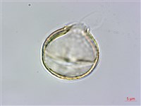 田代氏乳豆藏品圖，第2張