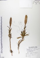 粗莖麝香百合、糙莖麝香百合、鐵炮百合藏品圖，第1張