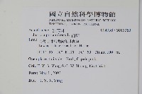 爵床藏品圖，第2張