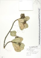 蘭嶼樹杞、蘭嶼紫金牛藏品圖，第1張