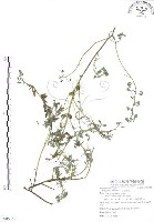 三葉木藍藏品圖，第1張