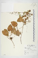 海牽牛藏品圖，第1張